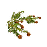 Hemlock Spruce Essential Oil Organic - eOil.co.za