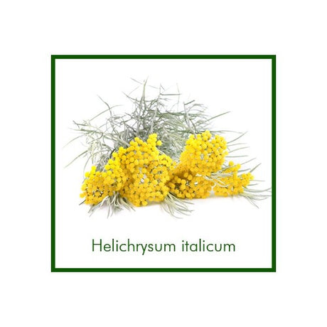 eOil.co.za essential oil helichrysum italicum 10 ml organic