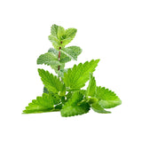 Mint Natural Fragrance Oil - 10 ml - eOil.co.za