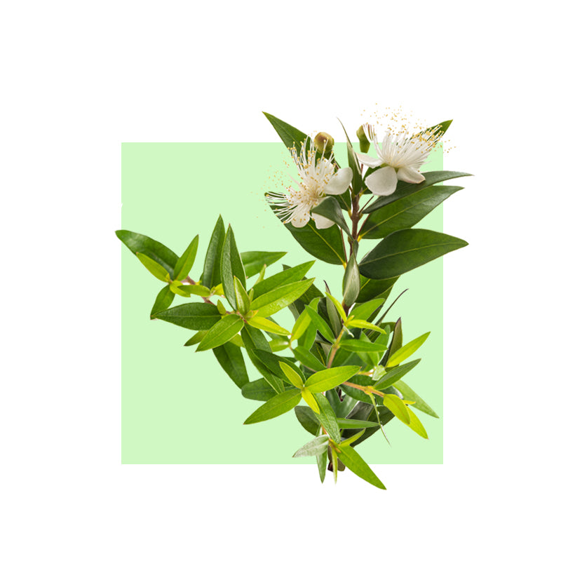 Myrtle ( Green ) Essential Oil Organic - eOil.co.za