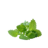 Melissa ( Lemon Balm) Organic Essential Oil - 10 ml - eOil.co.za