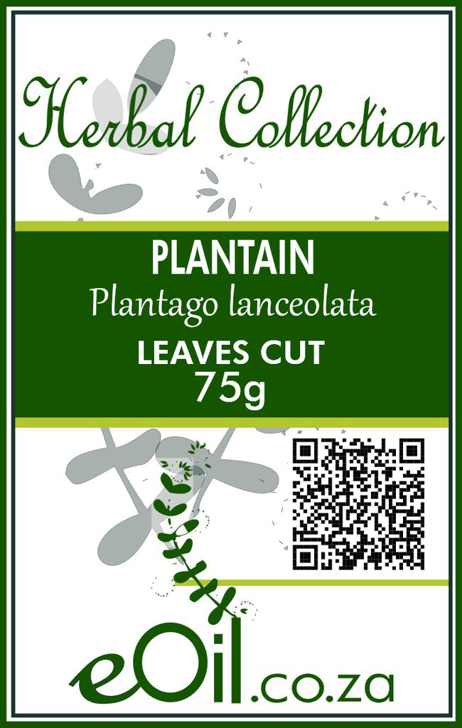Plantain Dried Leaves (Plantago major) 75 g - Herbal Collection - eOil.co.za
