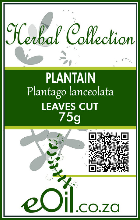 Plantain Dried Leaves (Plantago major) 75 g - Herbal Collection - eOil.co.za