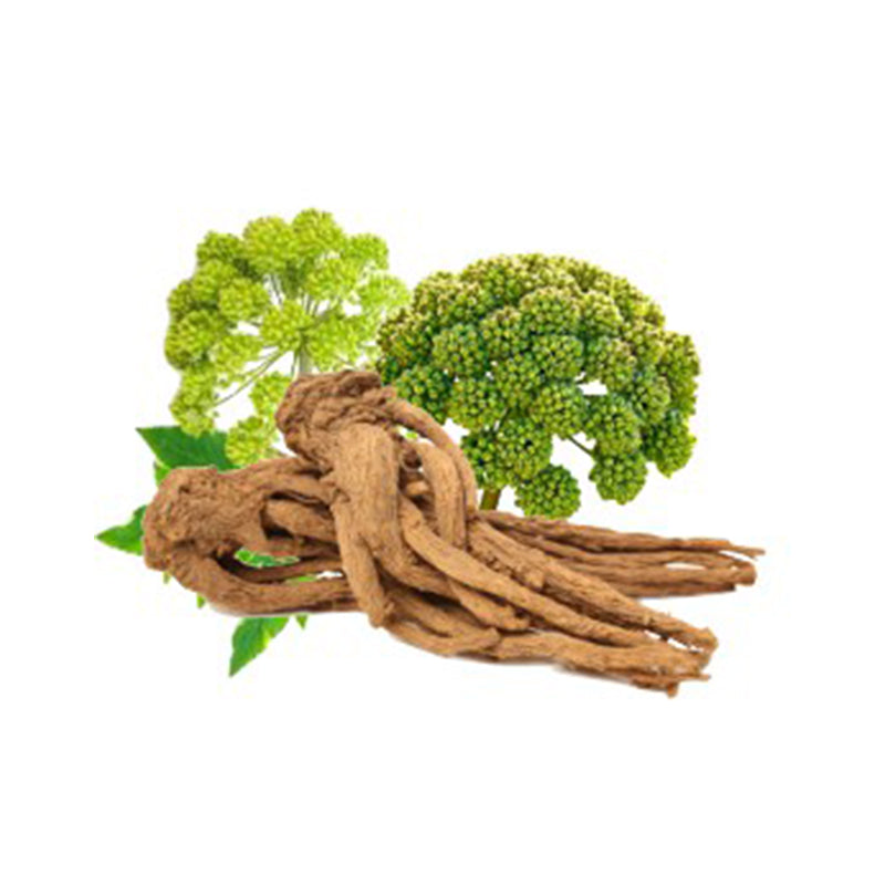 Angelica Root Organic Essential oil (Angelica Archangelica) - 10 ml - eOil.co.za