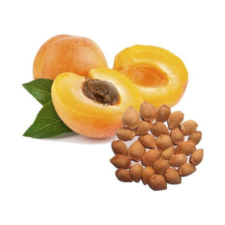 Apricot Kernel Natural Carrier Oil from eOil.co.za, a lightweight, nourishing oil for skin and hair care image
