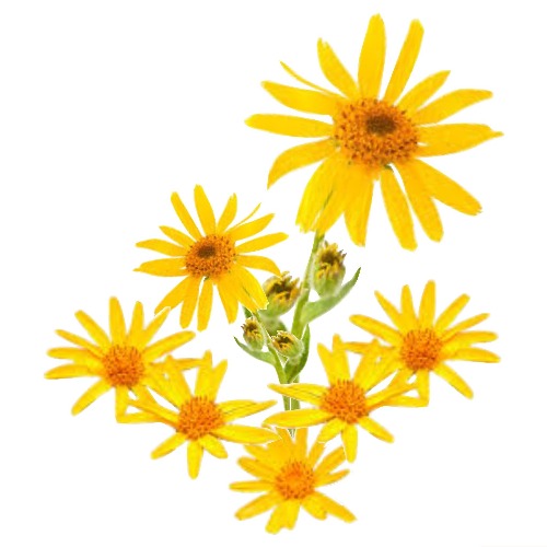 ARNICA MONTANA MACERATED NATURAL OILS (Arnica montana in Helianthus annuus) 100 ml - eOil.co.za