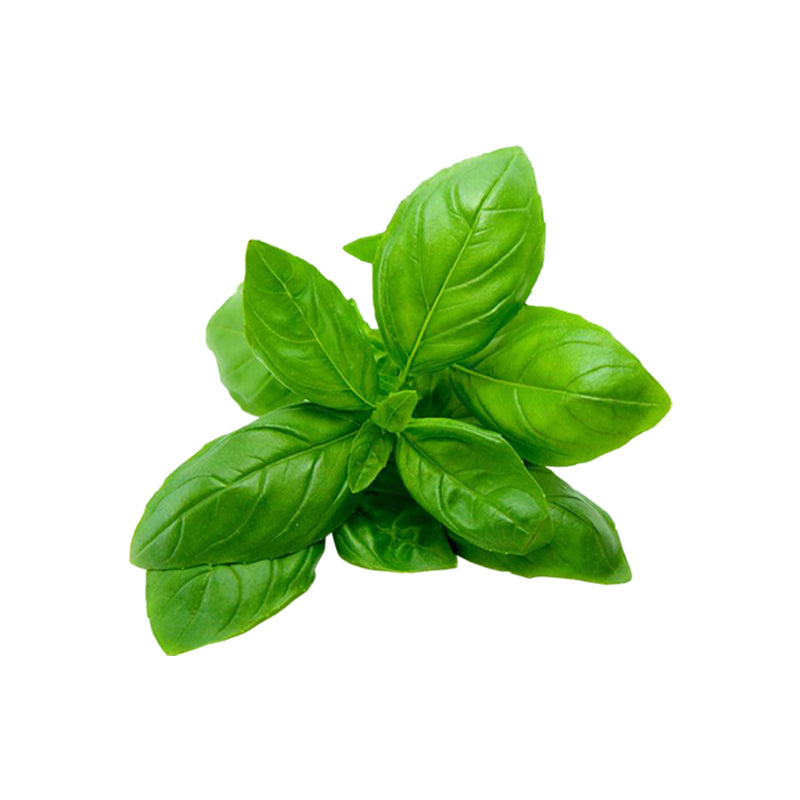 Basil Basilic Essential Oil Organic - 10 ml - eOil.co.za