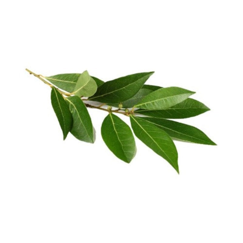 BAY LEAF NATURAL ESSENTIAL OIL (laurus nobilis) 10 ml - eOil.co.za