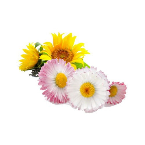 Daisy Flower infused macerated carrier oil 100 ml from eOil.co.za