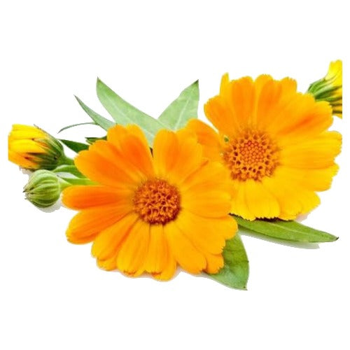 CALENDULA MACERATED NATURAL CARRIER OIL (Calendula officinalis in Helianthus annuus) 100 ml - eOil.co.za