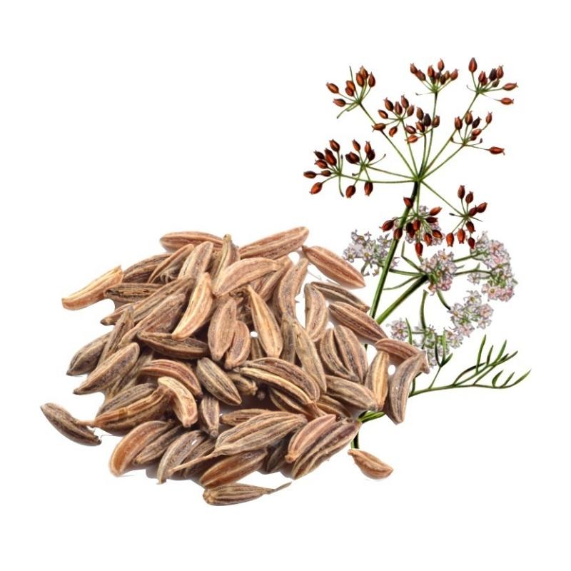 Caraway Seed Essential Oil Organic - 10 ml - eOil.co.za