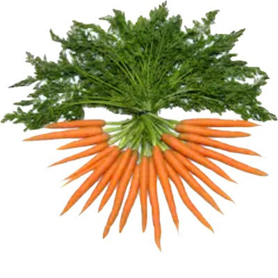 CARROT ROOT NATURAL CARRIER OIL CONCENTRATED (Daucus carota) 10 ml - eOil.co.za