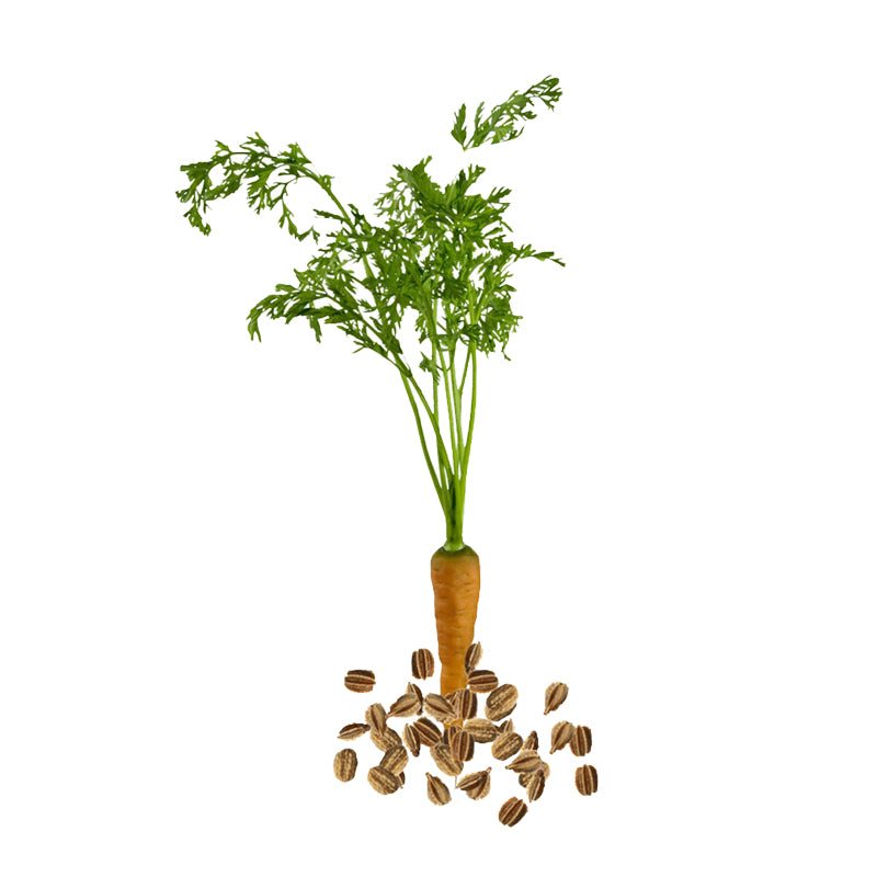 Carrot Seed Essential Oil Organic - 10 ml - eOil.co.za
