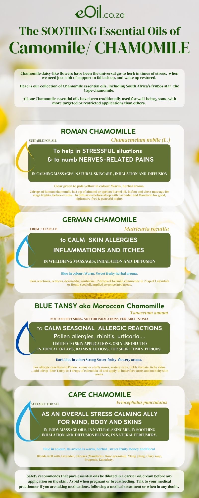 Cape Chamomile Essential Oil - 5 ml - eOil.co.za