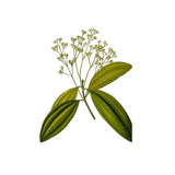 CINNAMON LEAF NATURAL ESSENTIAL OIL (Cinnamomum verum) 10 ml - eOil.co.za