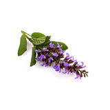 CLARY SAGE NATURAL ESSENTIAL OIL (Slavia sclarea) 10 ml - eOil.co.za