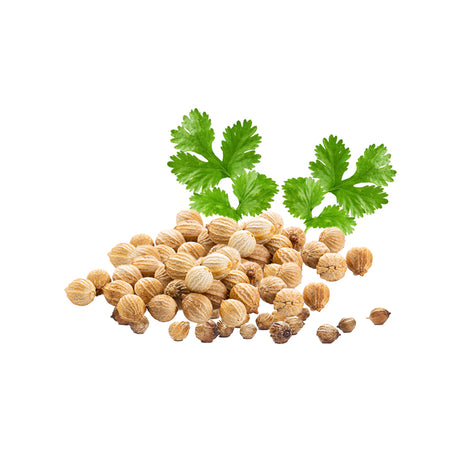 Coriander Organic Seed Essential Oil - 10 ml - eOil.co.za