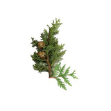 CYPRESS NATURAL ESSENTIAL OIL (Cupressus sempervirens) 10 ml - eOil.co.za