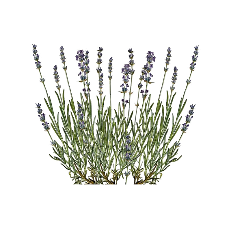 Lavender oil Spike Organic Essential Oils 10 ml - eOil.co.za