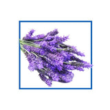 eoil.co.za lavender natural fragrance oil conentrated blend 10 ml