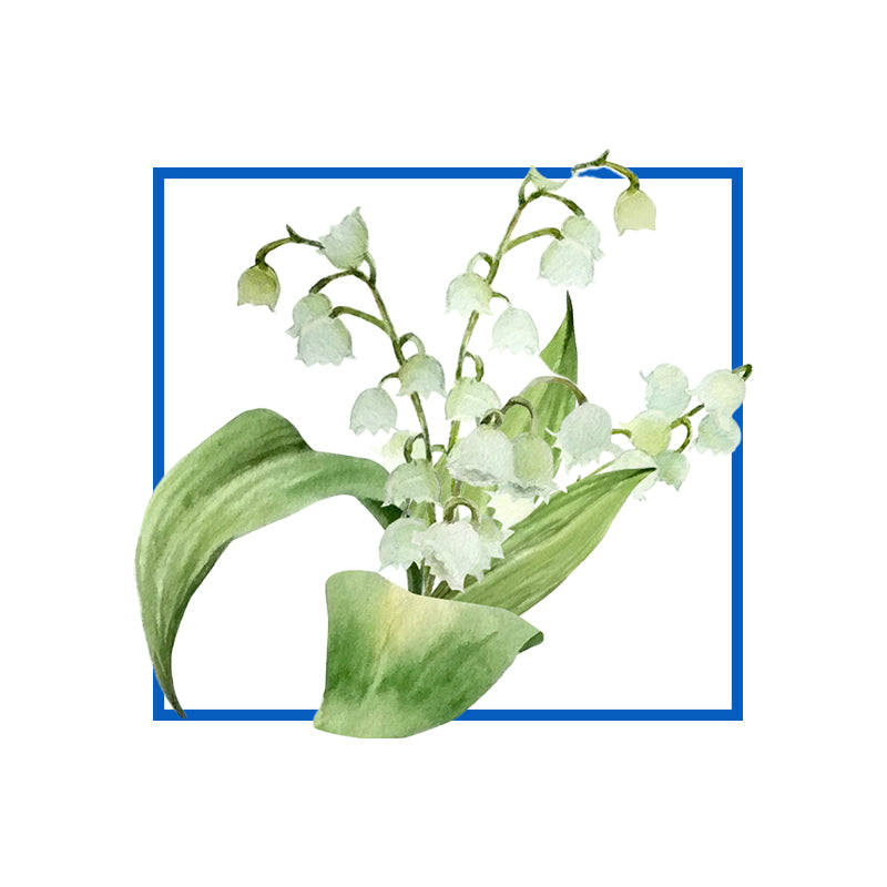 Lily Of The Valley Absolute - Convallaria Essential Oil