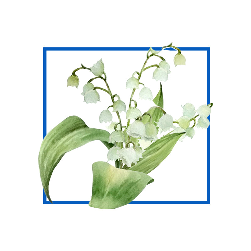 Lily of the valley Natural Fragrance Oils 10 ml - eOil.co.za