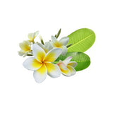 Frangipani Absolute Essential Oil ( Plumeria Alba L.) - 5 ml - eOil.co.za