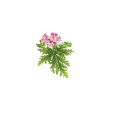 ROSE GERANIUM ORGANIC ESSENTIAL OIL (Pelargonium graveolens roseum) 10 ml - eOil.co.za