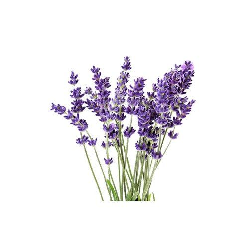 eOil.co.za hydrosol lavender 100 ml