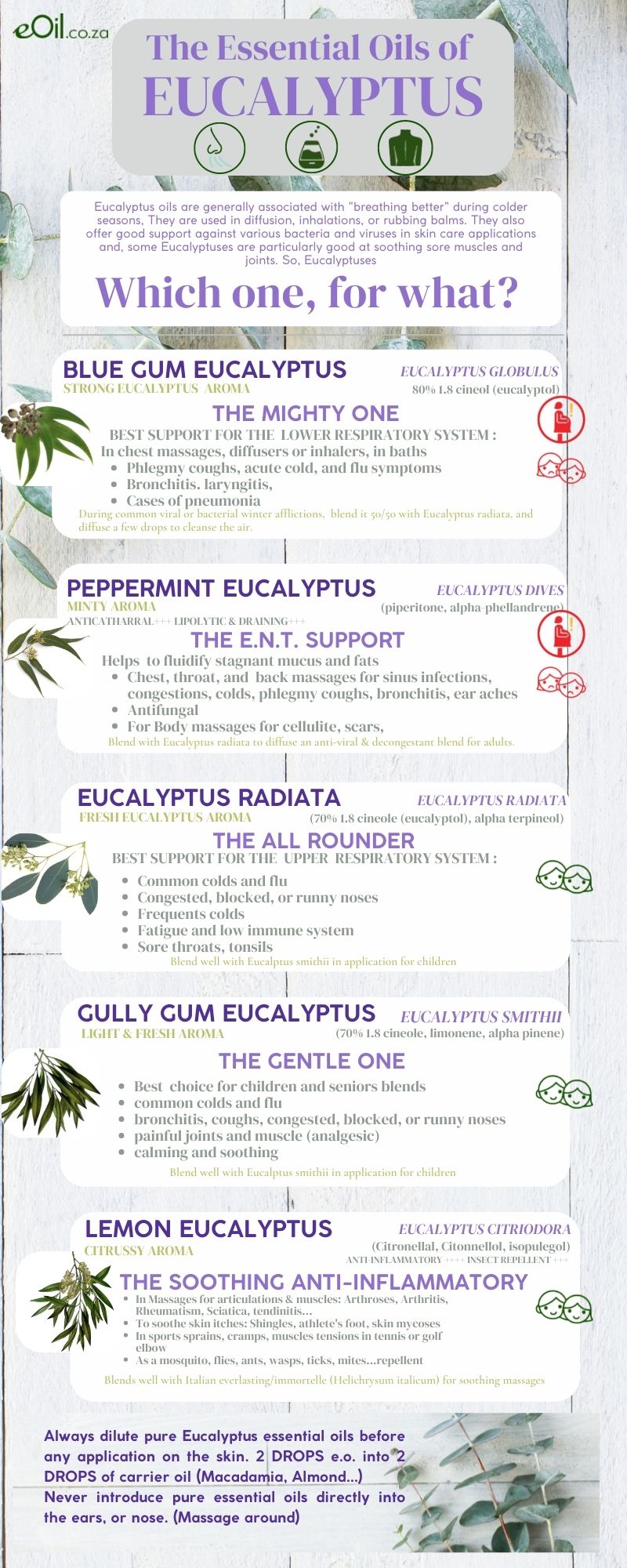 Eucalyptus dives Essential Oil Organic - 10 ml - eOil.co.za