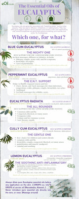 Eucalyptus dives Essential Oil Organic - 10 ml - eOil.co.za