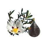 Labdanum Absolute Organic (Cistus ladaniferus) - 10 ml - eOil.co.za