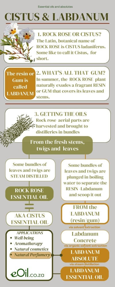 Rock Rose Labdanum Absolute Organic Oil (Cistus ladaniferus) - 10 ml - eOil.co.za
