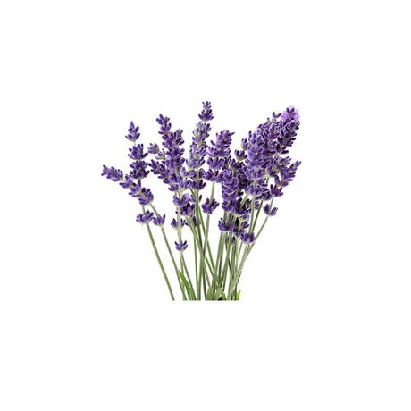 LAVANDIN NATURAL ESSENTIAL OIL (Lavandula X intermedia) 10 ml - eOil.co.za