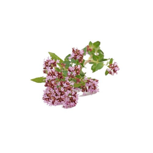 MARJORAM NATURAL ESSENTIAL OIL (Origanum majorana) 10 ml - eOil.co.za