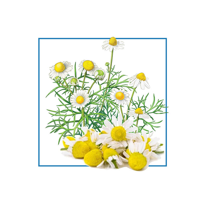 Chamomile oil, Blue (Matricaria recutita) Essential Oil 5 ml - eOil.co.za