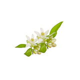 NEROLI NATURAL ESSENTIAL OIL (Citrus aurentium) 10 ml - eOil.co.za