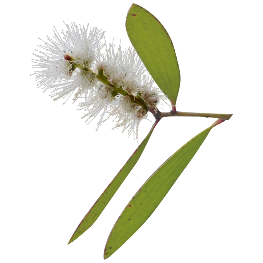 NIAOULI ORGANIC ESSENTIAL OIL (Melaleuca viridiflora) 10 ml - eOil.co.za