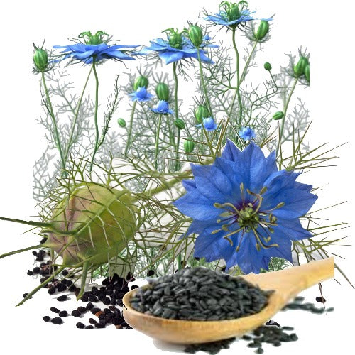 BLACK CUMIN SEED NATURAL CARRIER OIL (Nigella sativa) 100 ml - eOil.co.za