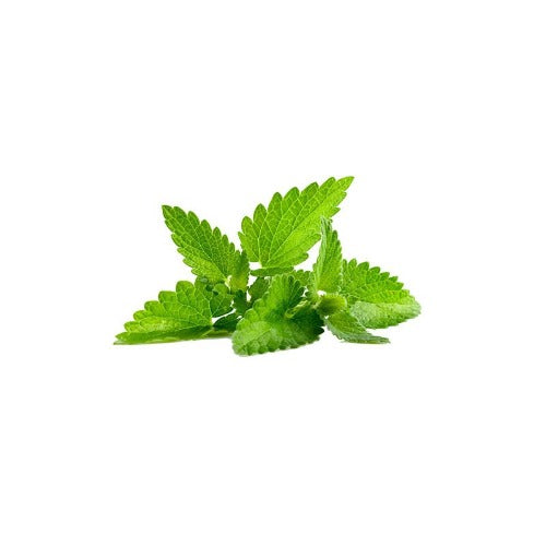 PEPPERMINT ORGANIC ESSENTIAL OIL (Mentha piperita) 10 ml - eOil.co.za