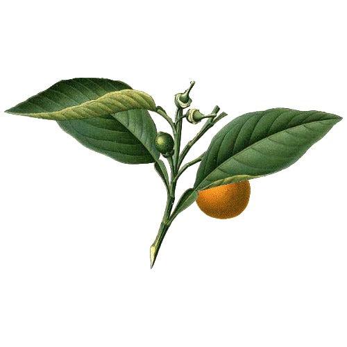 PETIT GRAIN BIGARADE ORGANIC ESSENTIAL OIL (Citrus aurantium amara) 10 ml - eOil.co.za