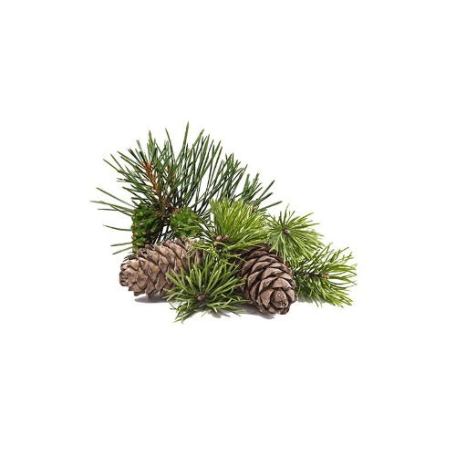 PINE NATURAL AROMATHERAPY ESSENTIAL OIL (Pinus sylvestris) 10 ml - eOil.co.za