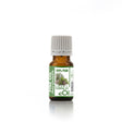 Pine Scots Organic Essential Oil (Pinus sylvestris) - 10 ml - eOil.co.za