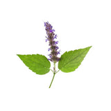 PATCHOULI NATURAL ESSENTIAL OIL (Pogostemon cablin) 10 ml - eOil.co.za