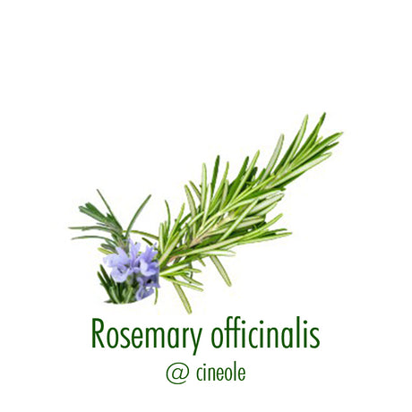 Rosemary Officinalis Cineole Organic Essential Oil - 10 ml - eOil.co.za