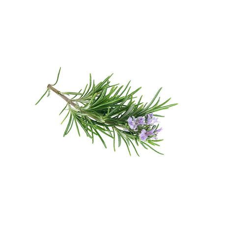 ROSEMARY HYDROSOL NATURAL (Rosmarinus officinalis) 100 ml - eOil.co.za