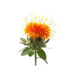 SAFFLOWER SEED NATURAL CARRIER OIL (Carthamus tinctorius) 100 ml - eOil.co.za