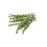 THYME RED NATURAL ESSENTIAL OIL (Thymus vulgaris) 10 ml - eOil.co.za