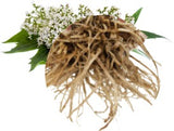 Valerian Root Organic Essential Oil - 10 ml - eOil.co.za