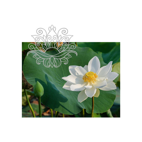 White Lotus Absolute Oil - eOil.co.za